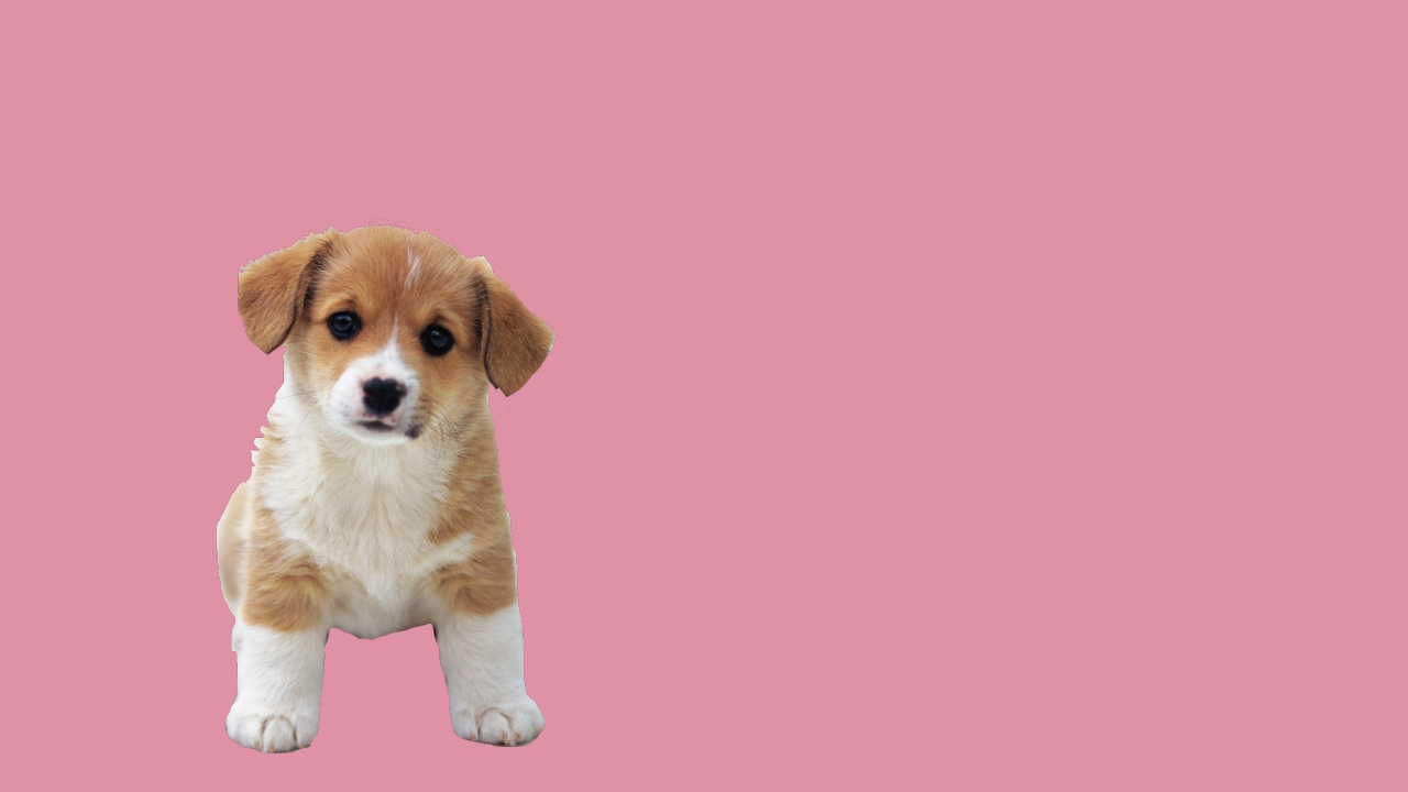 anjing cute edit