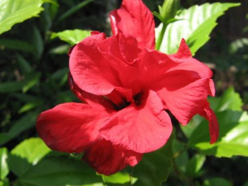 Hibiscus Rosa Sinensis di halaman rumah ibu inspirasi logo SNF Consulting