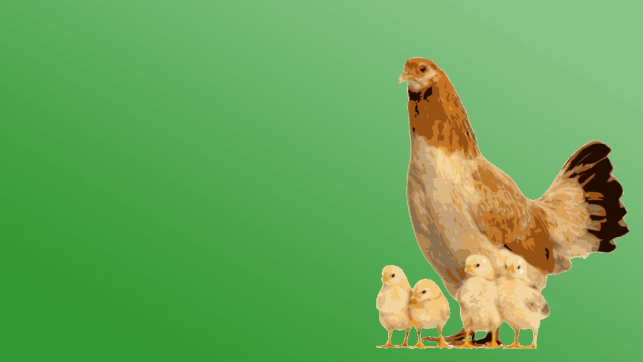 ayam n anak