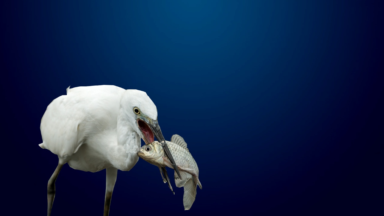 burung menangkap ikan
