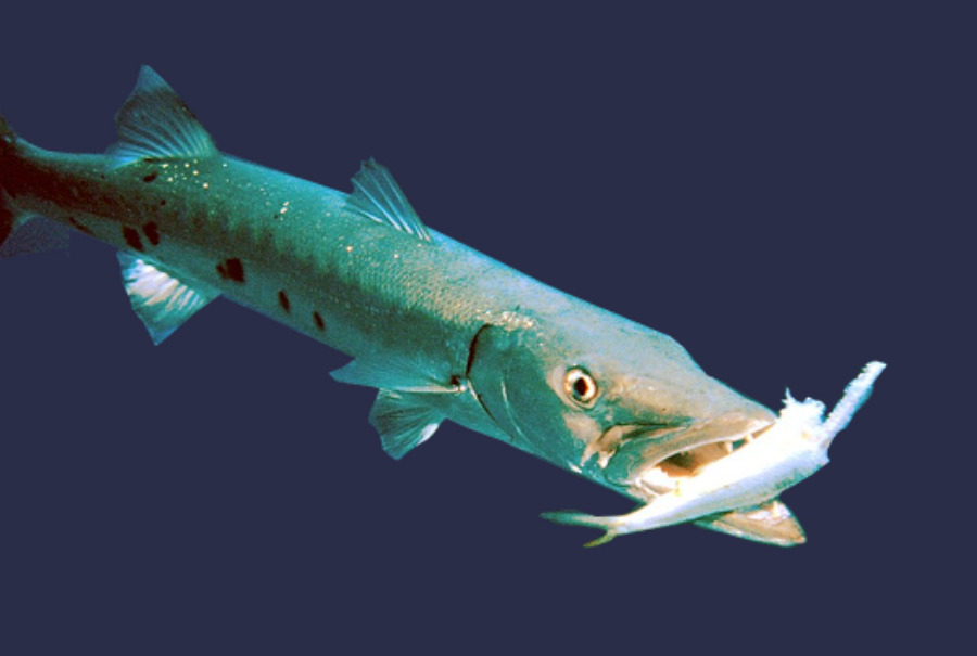 ikan besar ikan kcil2