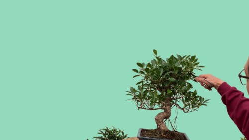 Bonsai maintenance