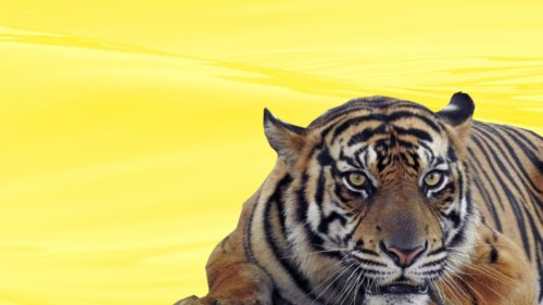 akuisisi harimau