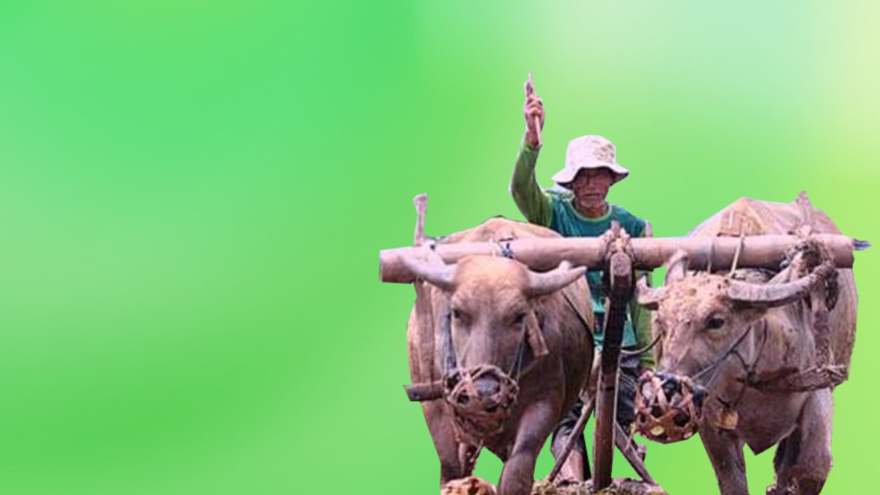 Petani membajak sawah